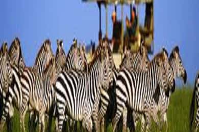 Perfect 2-Day Tanzania Safari: Tarangire & Ngorongoro Tour