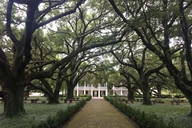 Da New Orleans: Whitney Plantation e tour in airboat combinati