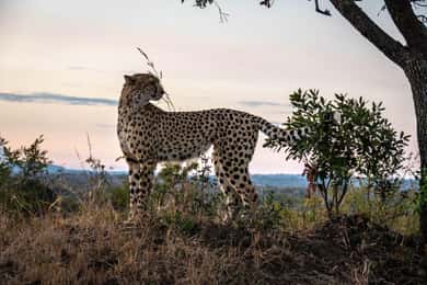 Hoedspruit: HALF Day in the Iconic Kruger National Park!