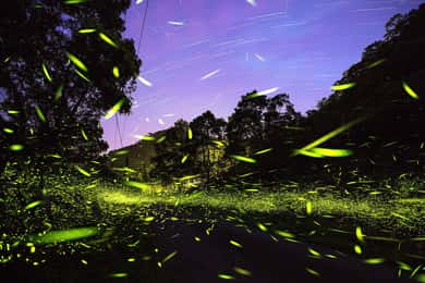 Puebla: Magical Experience with Fireflies in Nature Reserve