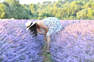 Aix en Provence: Lavender Fields & L’Occitane Factory