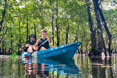 Iriomote island: Mangrove River SUP or Canoe Cruising Tour