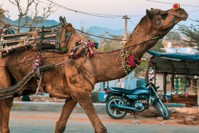 From Jaipur : Ajmer Pushkar Private Tour by Cab with Guide
