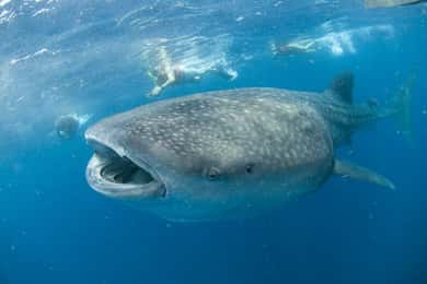 Cancún : nagez avec les requins baleines