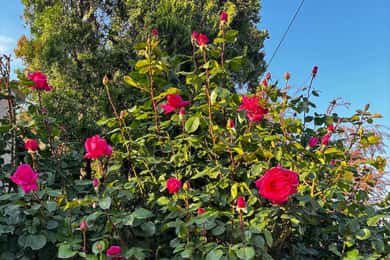 Sofia - Kazanluk Rose Valley & Oil Distillery Tour