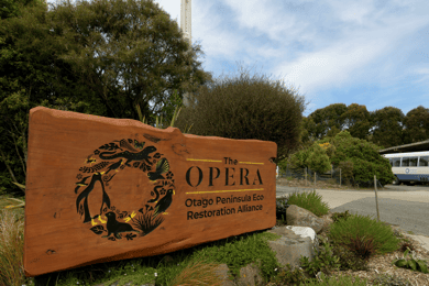 Dunedin: Wildlife and Penguin Tour