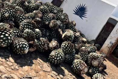 Destino Tequila: Experiencia Premier Privada