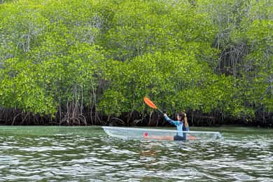Vanuit Lembongan: Kajak/Paddleboard/Boot Mangrove Tour