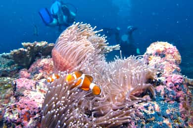 RAID Try-Dive i Kota Kinabalu, Sabah