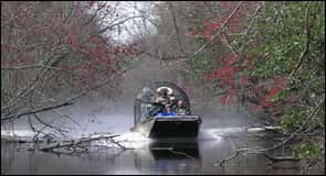 Tour in motoscafo delle paludi della Louisiana