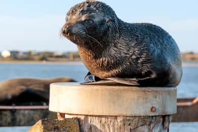 From Goolwa: Murray Mouth Cruise
