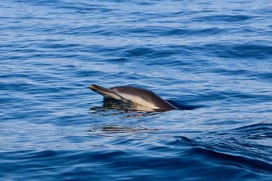 Sesimbra : Observation des dauphins avec un biologiste marin