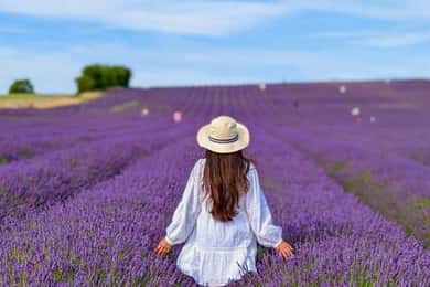 Baku-Gabala-Shamakhi-Tufandag -Nohur lake - Lavender fields