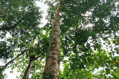 Vandringstur till Tortuguero nationalpark