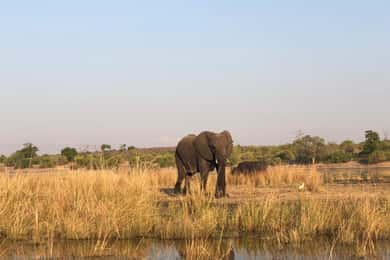 Game Drive And Rhino Walk Safari