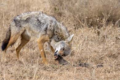 Safari economici in Tanzania: 2 giorni nel Selous da Zanzibar