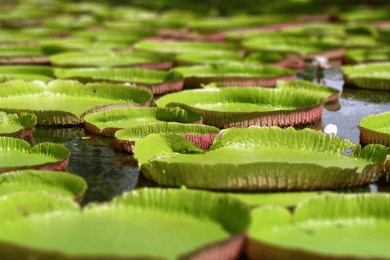 North Day Tour, Botanical Garden, Sugar Museum, Rum Tasting