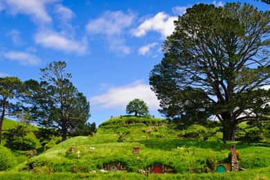 From Auckland: Waitomo & Hobbiton Bus Tour with Lunch