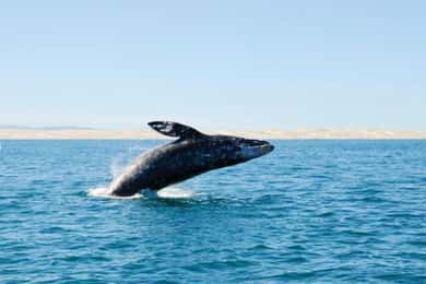 San Diego: City Cruises Whale and Dolphin Watching Cruise