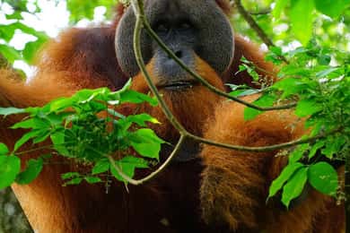 Dagtocht Medan: Bukit Lawang Orang-oetan trektocht