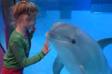 AttractionPark and Dolphinarium at Boudewijn Seapark