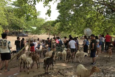 De Medellín: viagem de 1 dia ao parque temático Hacienda Nápoles
