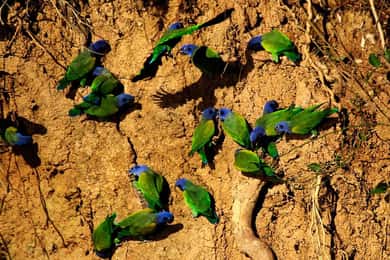 Puerto Maldonado || Tambopata parrot clay lick.
