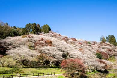 Toyota: Obara Washi Papermaking Experience Course