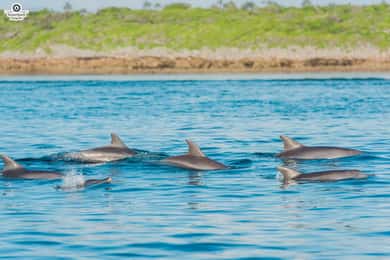 Zanzibar: Day Mnemba, Dolphin, Stone town tour with transfer