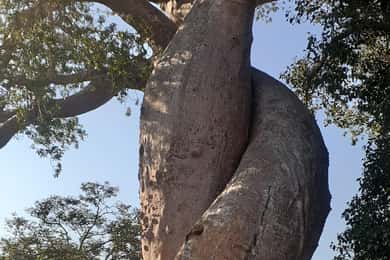 Die westliche Schönheit von Madagaskar: Tsingy und Baobab-Bäume