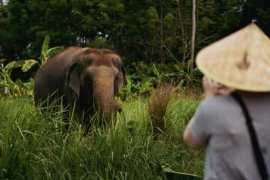 Koh Samui: Etisk guidet tur til elefanthjem med transport