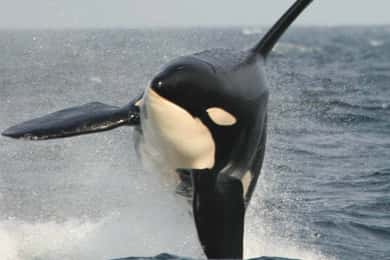 Vancouver Whale Watching Safari