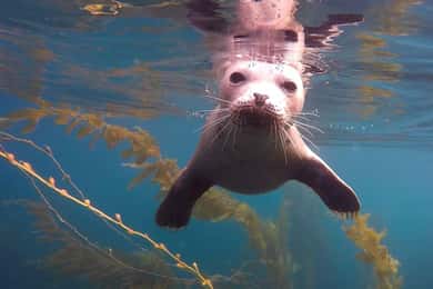 San Diego: Tour guiado de mergulho com snorkel em La Jolla Cove