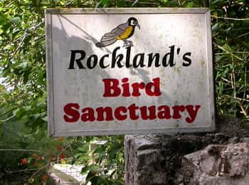 Santuário de aves de Rocklands: Excursão de 2 horas em Montego Bay