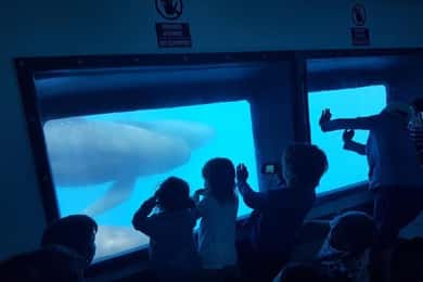 Delfinbeobachtung mit Strandtag in Tarifa ab Sevilla