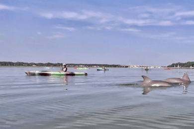 Hilton Head: 2-Hour Kayak Dolphin Nature Tour
