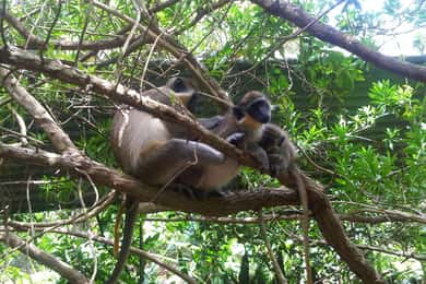 Barbados: 4-timers privat tilpasset ø-tur