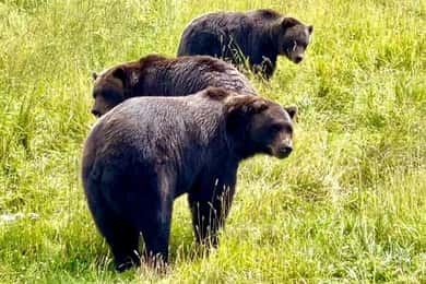 Anchorage: Bears, Beers, and Glacier Tour