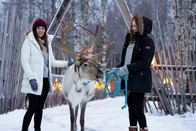 Kemi-Tornio: Erlebnis Rentierfarm