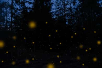 One day tour from Mexico City to Firefly Sanctuary