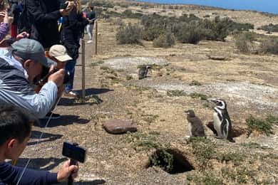 Special Tour for Cruise-Ship Passengers: Punta Tombo