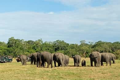 Minneriya National Park Safari - Entrance Fee Included
