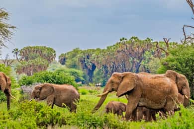 Kenya: 7-Day Masai Mara, Lake Nakuru, and Samburu Safari