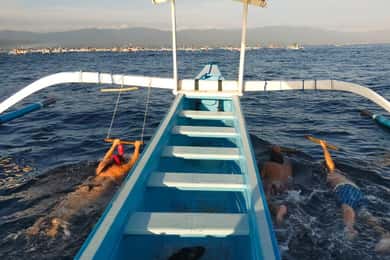 Bali: Lovina dolphin adventure with breakfast and snorkling.