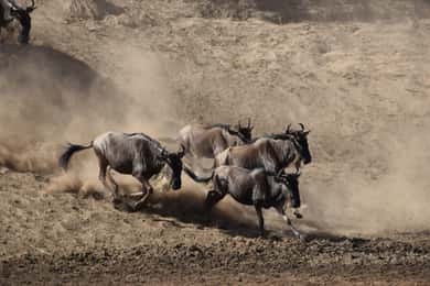 Arusha: 6-Day Camping Wild Safari & Kilimanjaro Experience