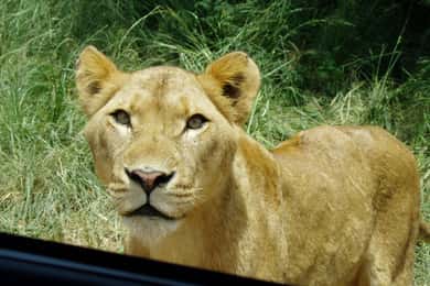 From Durban: Safari & PheZulu Village Day Tour