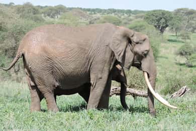 Arusha: 3-Day Serengeti and Ngorongoro Safari with Meals