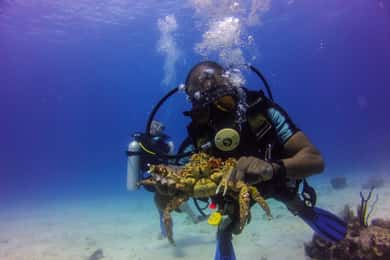 La Romana: Scuba Diving in Catalina Island