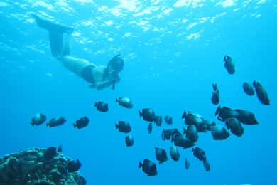 Ilha de Páscoa: Passeio de snorqueling nos recifes de coral