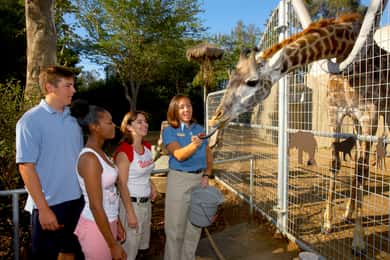 Eintrittskarte für den San Diego Zoo